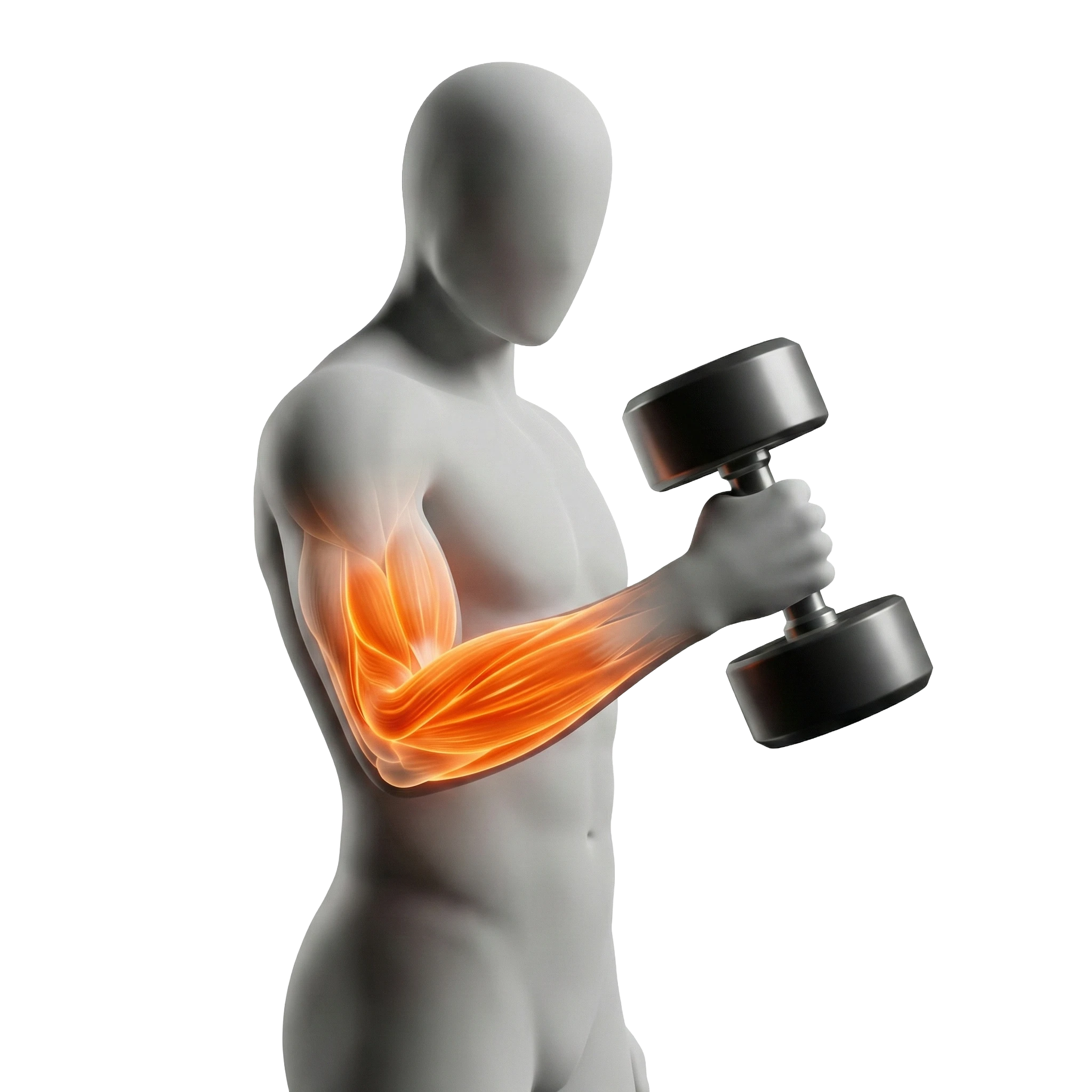 ดัมเบล แฮมเมอร์ เคิร์ล (Dumbbell Hammer Curl)