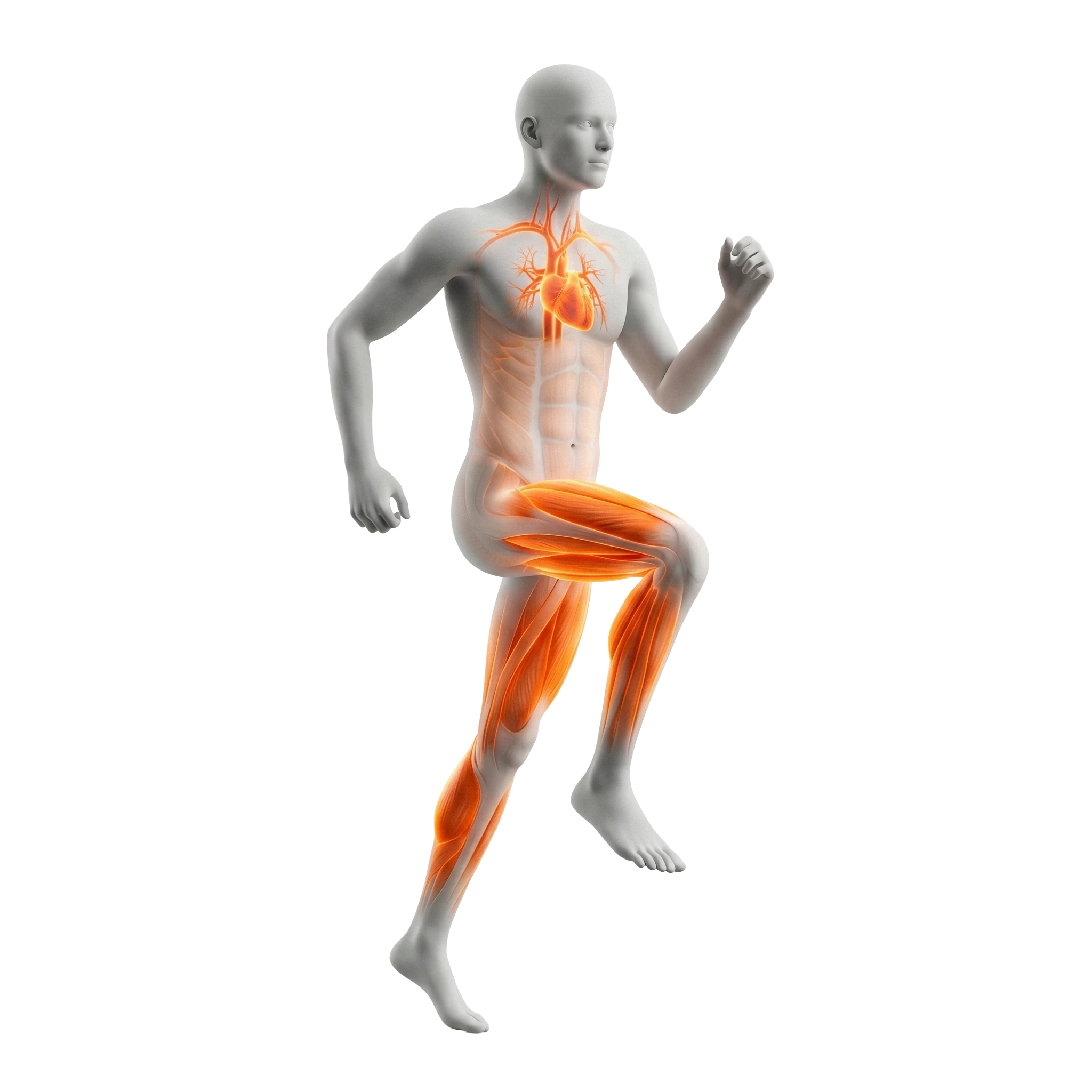 วิ่งอยู่กับที่เข่าสูง (High Knees)